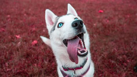 siberian husky  laptop full hd p hd  wallpapers