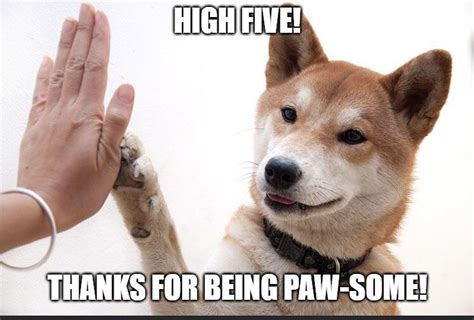 Youre Awesome Meme Dog