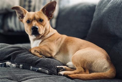 Chihuahua terrier mix: dog breed guide