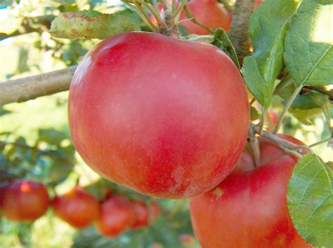 mcintosh apple tree
