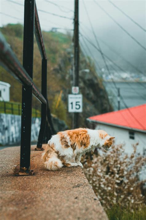 Foggy Cat Photos, Download The BEST Free Foggy Cat Stock Photos & HD Images