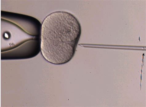 41 questions with answers in EMBRYO CULTURE TECHNIQUES | Scientific method