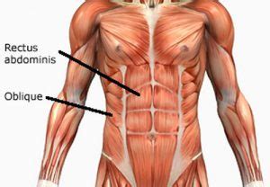 Rectus Abdominis - Function, Action, Origin and Insertion