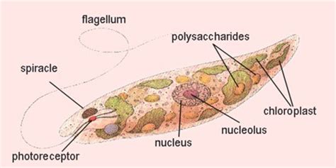 Flagellate (Protozoan) - Assignment Point