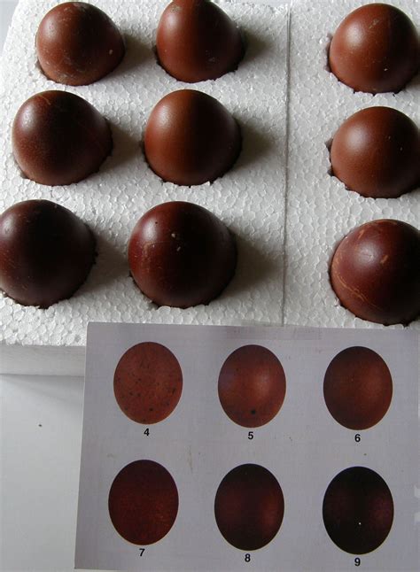 black copper maran egg color chart 4