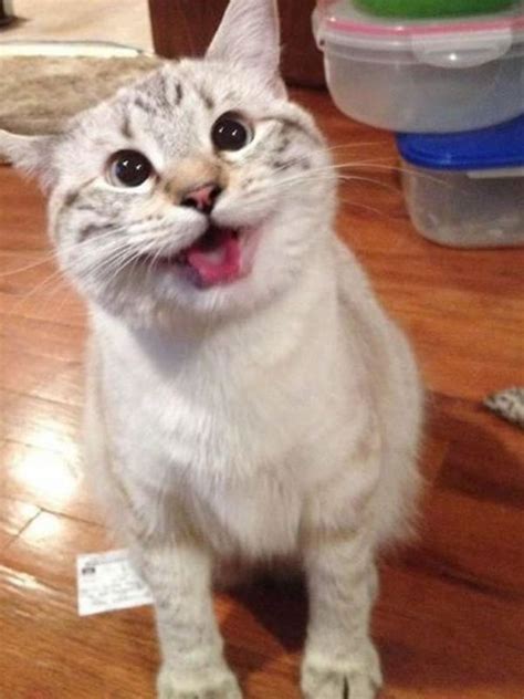 deretan kucing nyengir  bikin kamu gemas  akhir