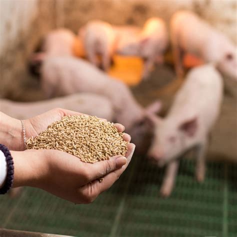 pig feed global agro products