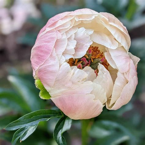 Peony 'Cytherea' Plant Care Guide | Plantly