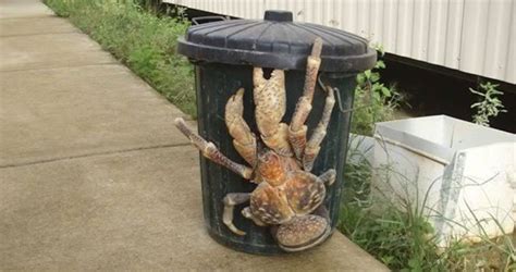 The Coconut Crab Might Be The Scariest Crustacean Ever