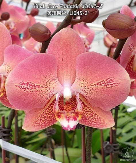 Phal. Leco Fantastic 'Ll045-2' 2.5''