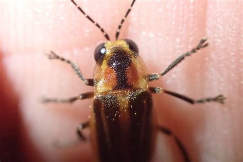 Firefly Species at Risk | Xerces Society