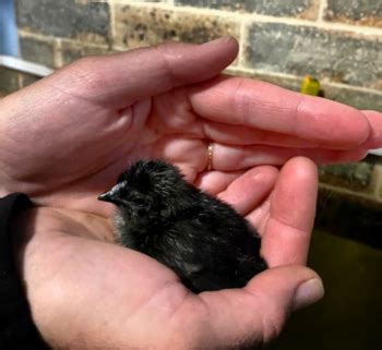 chicken  solid black      wicked cool