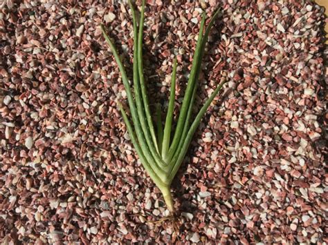 How to Plant Aloe Vera Without Roots [No-Fail Method!] - Outdoor ...