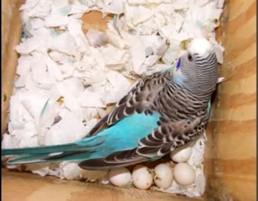 The Basics of Parakeet Breeding | I Love Parakeets