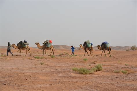 images landscape desert travel ecosystem caravan sahara