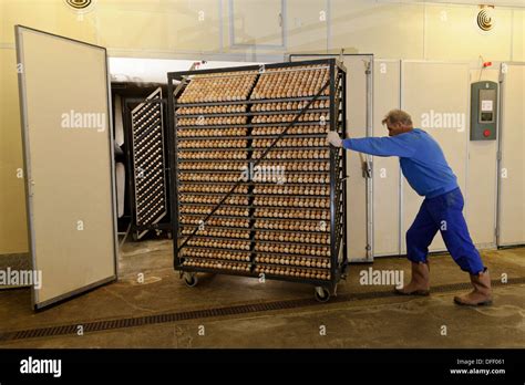 Egg hatchery at poultry production unit Stock Photo - Alamy