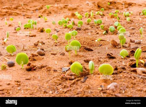 Senegal, Sahel, Ferlo region, Widou Thiengoly, Culture for the green ...