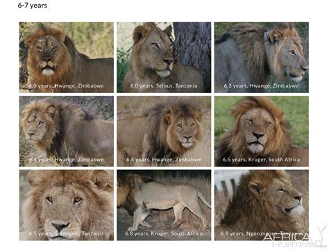Lion Age 6-7 Years | AfricaHunting.com