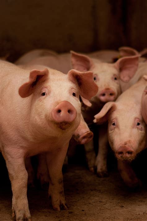 Atlas | Precision Vet