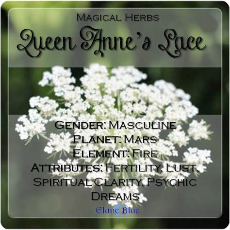 Queen Anne's Lace Spiritual Meaning, Myth, and Magic | Queen annes lace, Magical herbs, Magic herbs