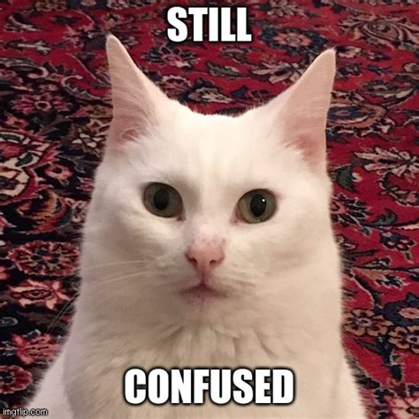 Confused Cat Reaction Images Know Your Meme - vrogue.co