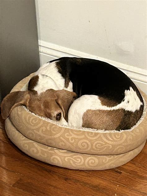 Get comfy Cooper! : r/beagles