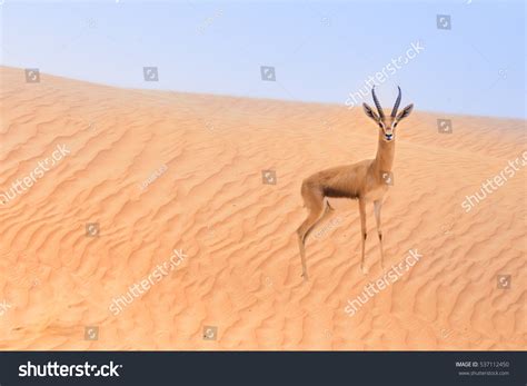 85 Gazal Stock Photos, Images & Photography | Shutterstock