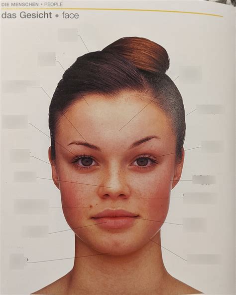 Diagram of das Gesicht | Quizlet