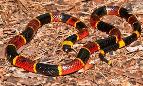 Sonhar Com Cobra Coral Significa O Quê