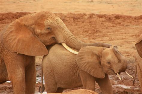 elephants  stock photo public domain pictures