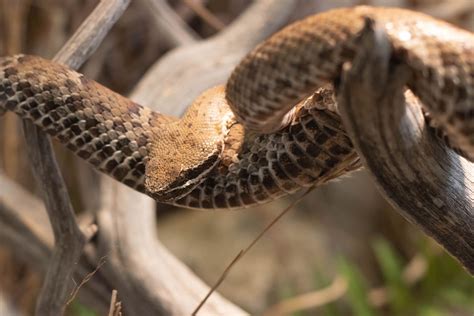Arizona Ridge-Nose Rattlesnake – Sedgwick County Zoo