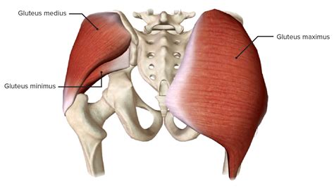 gluteal region anatomy video lecturio medical