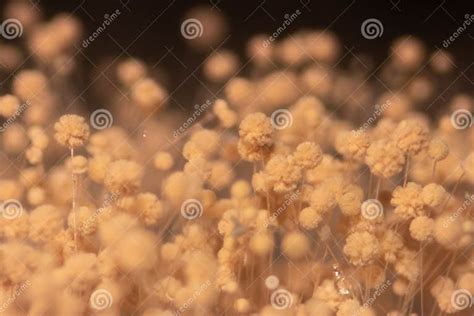 aspergillus mold  microbiology stock photo image  fungi