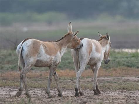 240+ Mating Donkey Stock Photos, Pictures & Royalty-Free Images - iStock