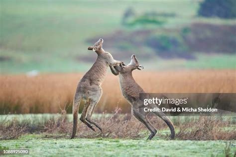 Kangaroo Fighting Photos and Premium High Res Pictures - Getty Images