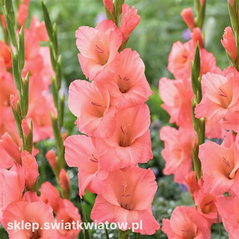 Mieczyk Sugar Babe - 5 szt. - Sklep Świat Kwiatów | Dostawa gratis!