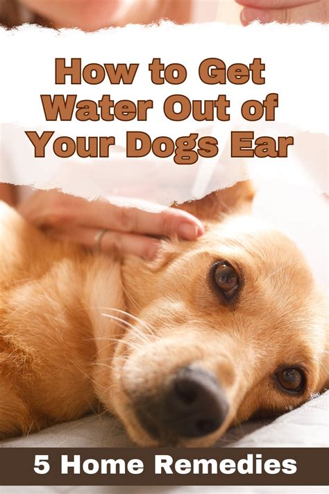 how to get water out of your dog's ear