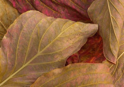 Pacific Dogwood Leaves, Yosemite Np #1 by Eastcott Momatiuk
