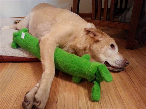 Why Dogs Rip Up Toys at Margaret Steen blog