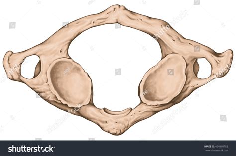 atlas vertebrae diagram quizlet