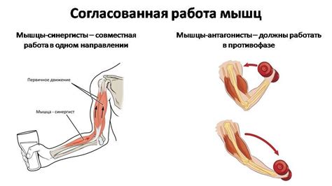 какова роль мышц синергистов и антагонистов? срочно нужно - Школьные ...