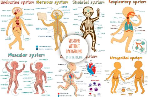 Human Anatomy for kids By Shusha_guna_art | TheHungryJPEG