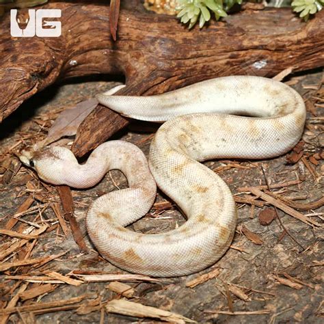 Pastel Champagne Ball Pythons (Python regius) For Sale - Underground ...