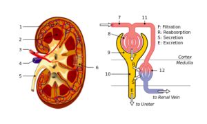 capsula de bowman  es estructura histologia funciones