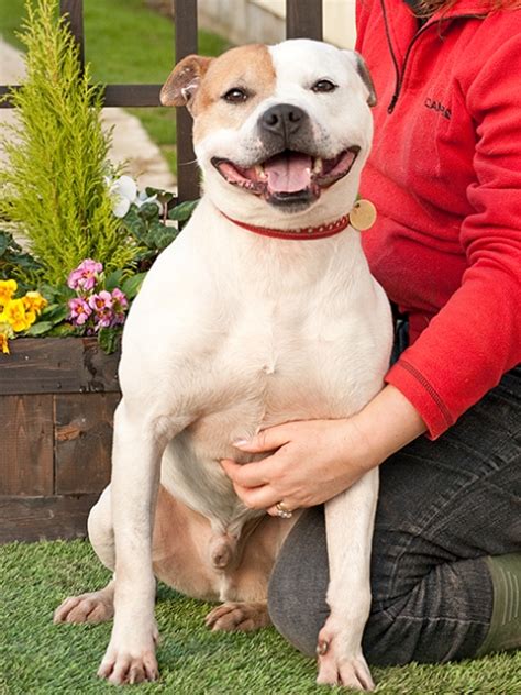 AMBULLS | Rescue Remedies Dogs Celebrate Valentines Day
