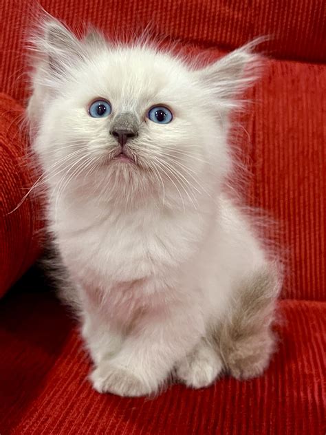 Local communities promote cat for adoption near me on facebook 5