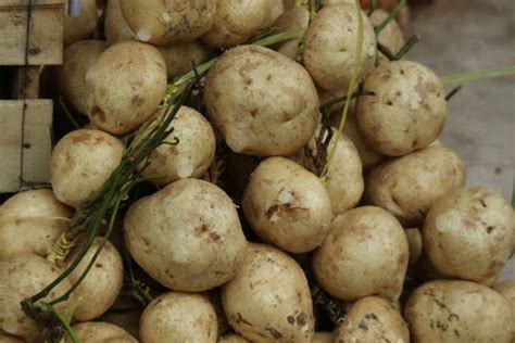 brassica rapa rapa foto foto foto stok potret gambar bebas