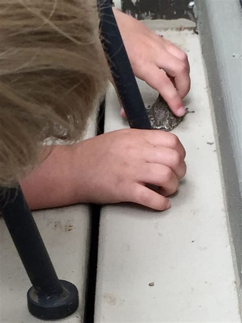 Toad-Ally Awesome Science - Early Science Matters