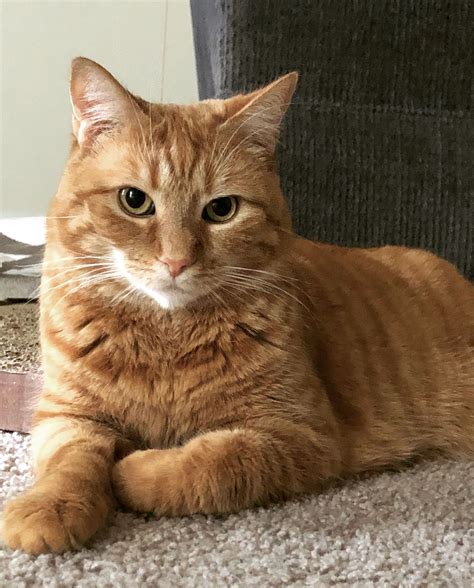 susser orangefarbener tabby kater cat lover gift inspiration cute
