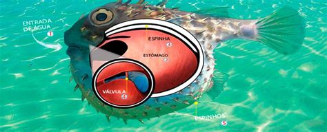 Onde Fica O Veneno Do Baiacu - Como o baiacu incha? - Ponto Biologia